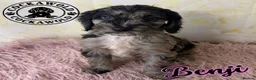 Cockapoo dogs for sale: 💖 EXCEPTIONAL F1 COCKAPOO PUPPIES 💖 - Advert 24