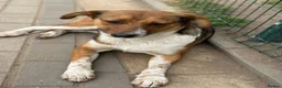 Mixed Breed dogs for adoption: Pretty Luna looking for love - Advert 8