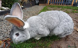 Continental Giant rabbits for sale: Gorgeous Bunny  - Image 1