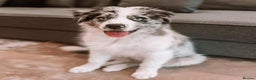 Australian Shepherd dogs for sale: Australian Shepherd For Rehoming - Advert 3