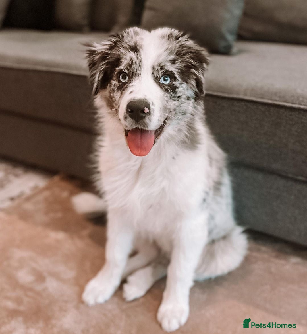 Australian Shepherd dogs for sale: Australian Shepherd For Rehoming - Advert 3
