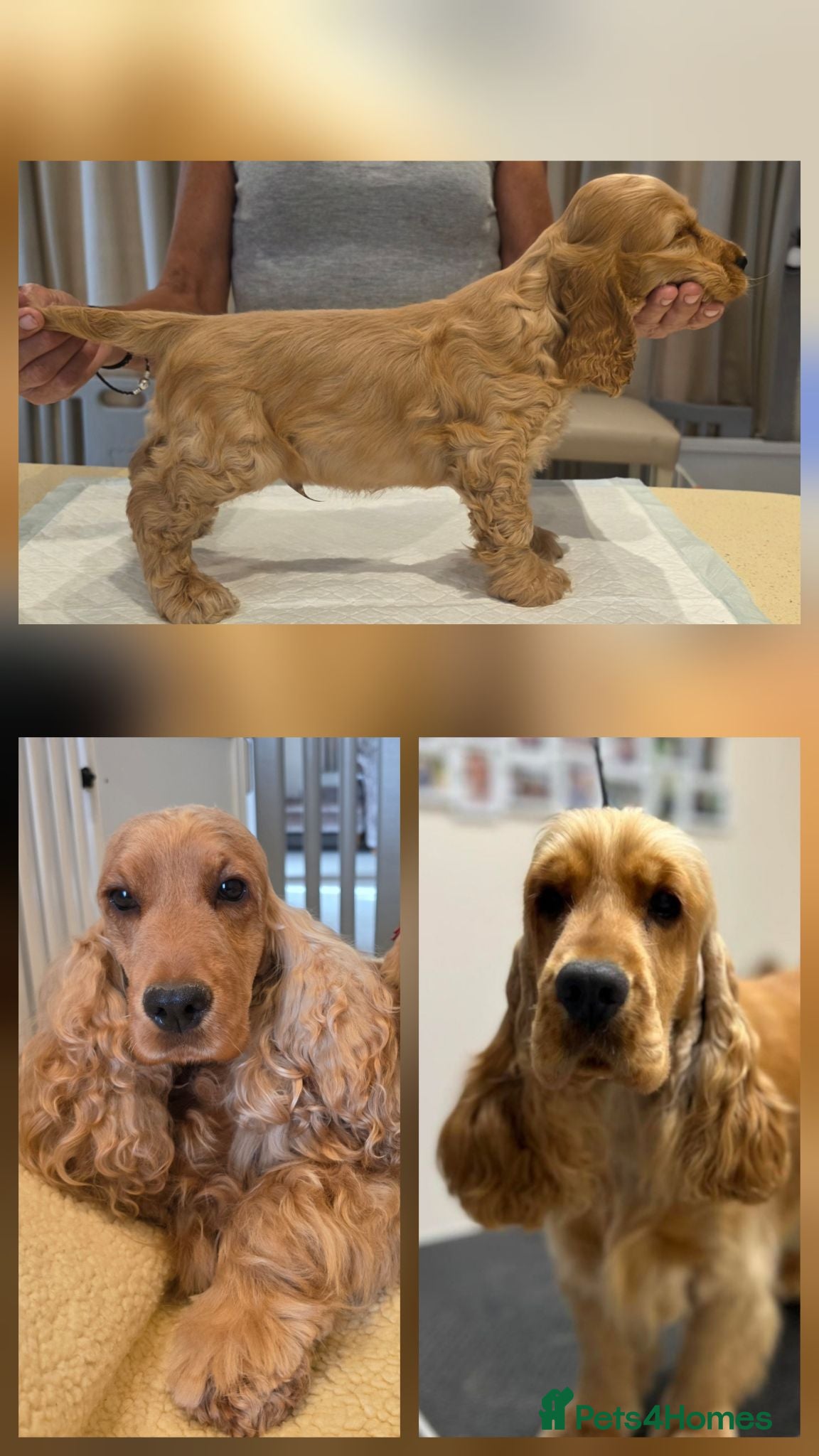 Cocker Spaniel dogs KC SHOW COCKER SPANIELS ( GENETIC TESTED PARENTS) - Advert 1