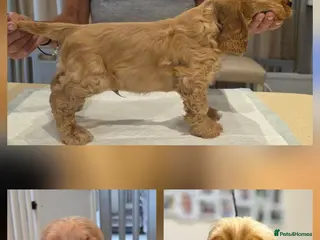 Cocker Spaniel dogs KC SHOW COCKER SPANIELS ( GENETIC TESTED PARENTS) - Advert 1