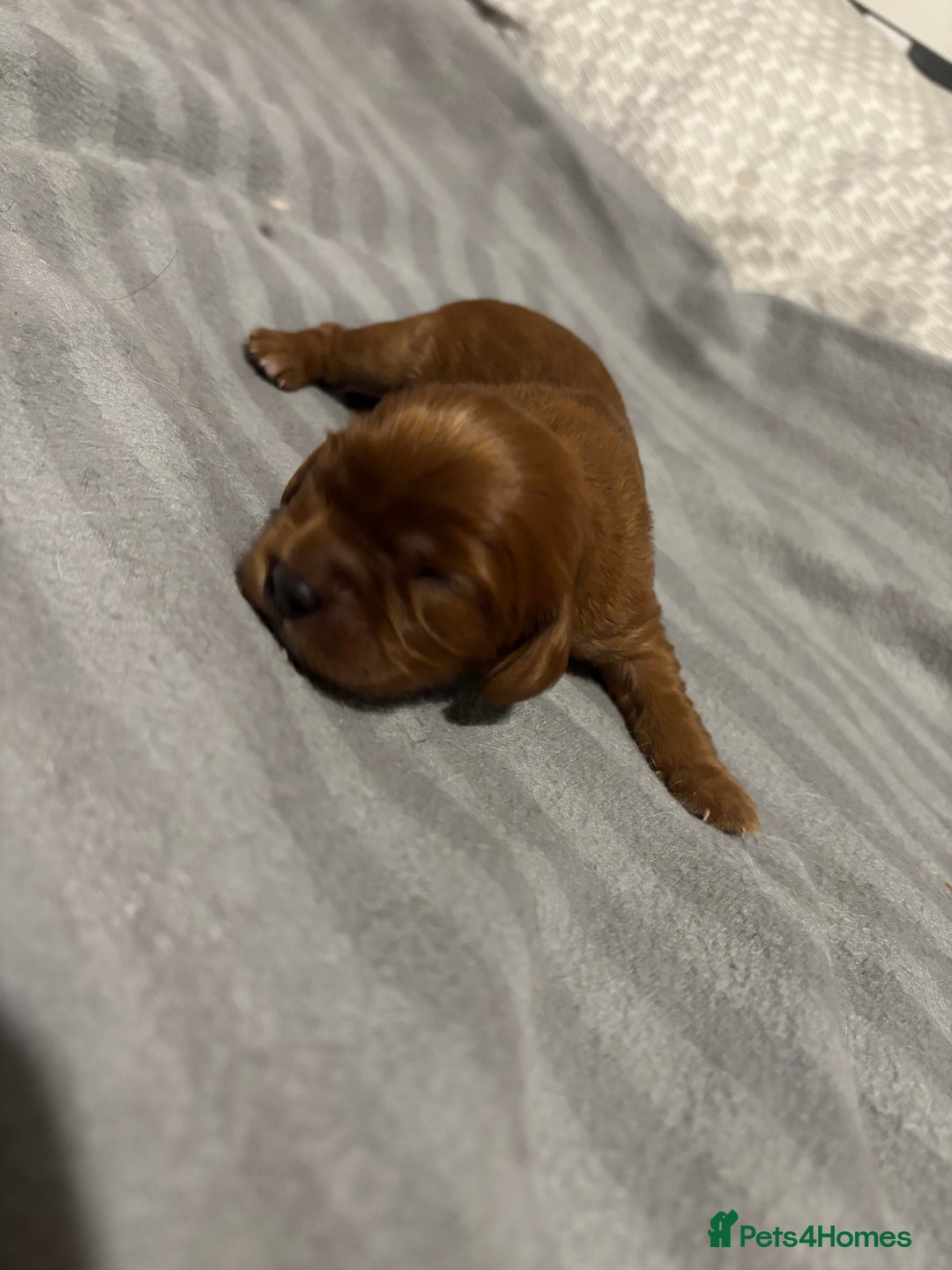 Cavalier King Charles Spaniel dogs for sale: Beautiful KC Registered Boy ✨ Health Tested ✨ - Advert 15