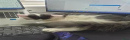 Maine Coon cats for sale: Stunning Pure Maine Coon Kitten - Advert 31