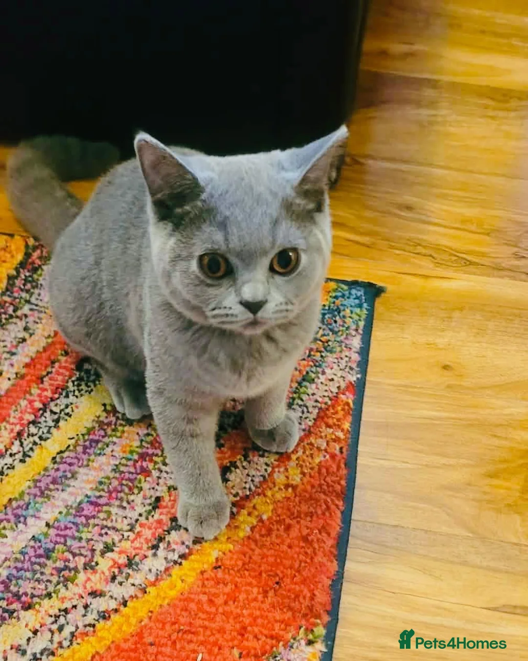 British Shorthair cats for sale: British Short Hair Kittens Ready To Go  - Advert 2