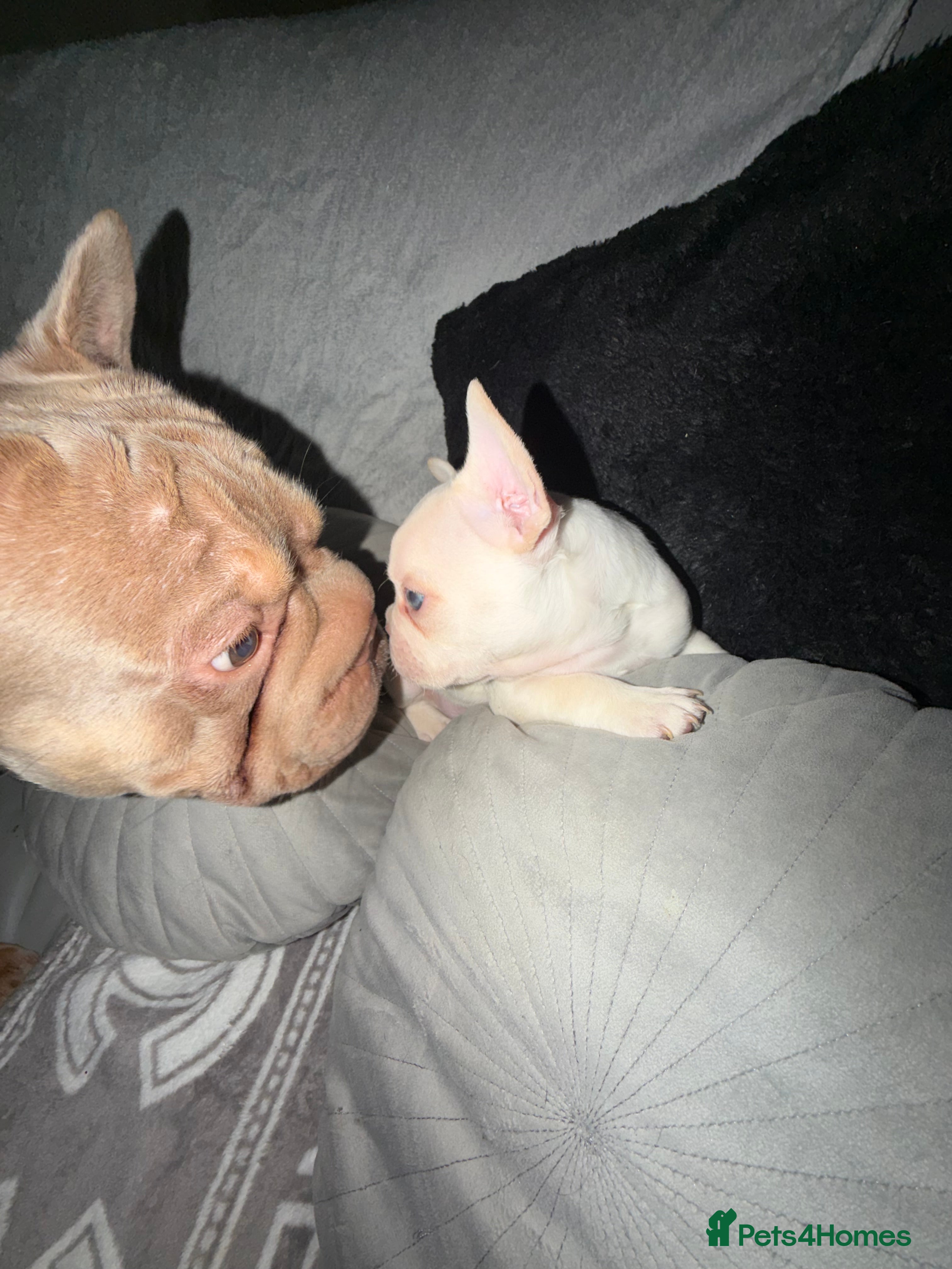 French Bulldog dogs French bulldogs  - Advert 6