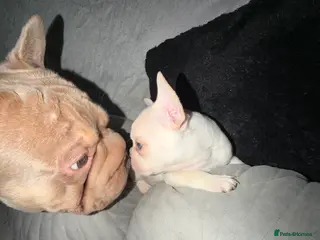 French Bulldog dogs French bulldogs - Advert 6