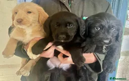 Labradoodle dogs for sale: Fully Vaccinated, Lab x Australian Labradoodles  - Image 4