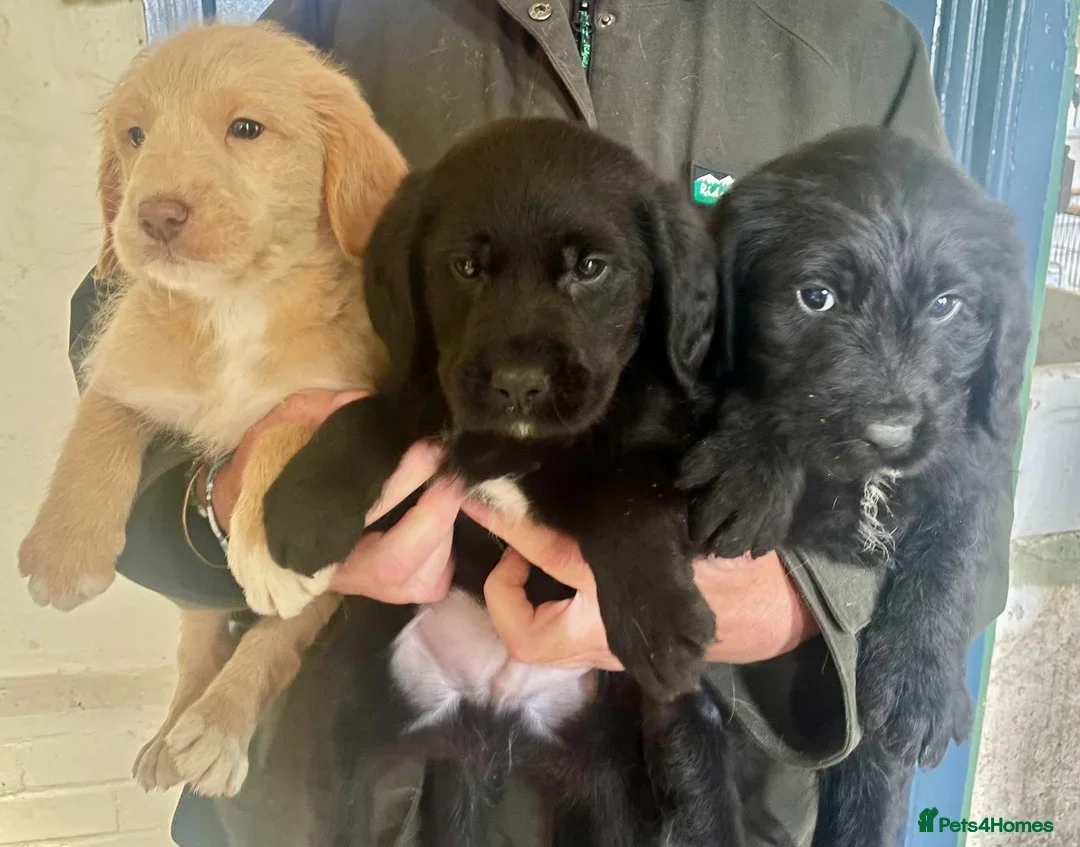 Labradoodle dogs for sale: Fully Vaccinated, Lab x Australian Labradoodles  - Image 4