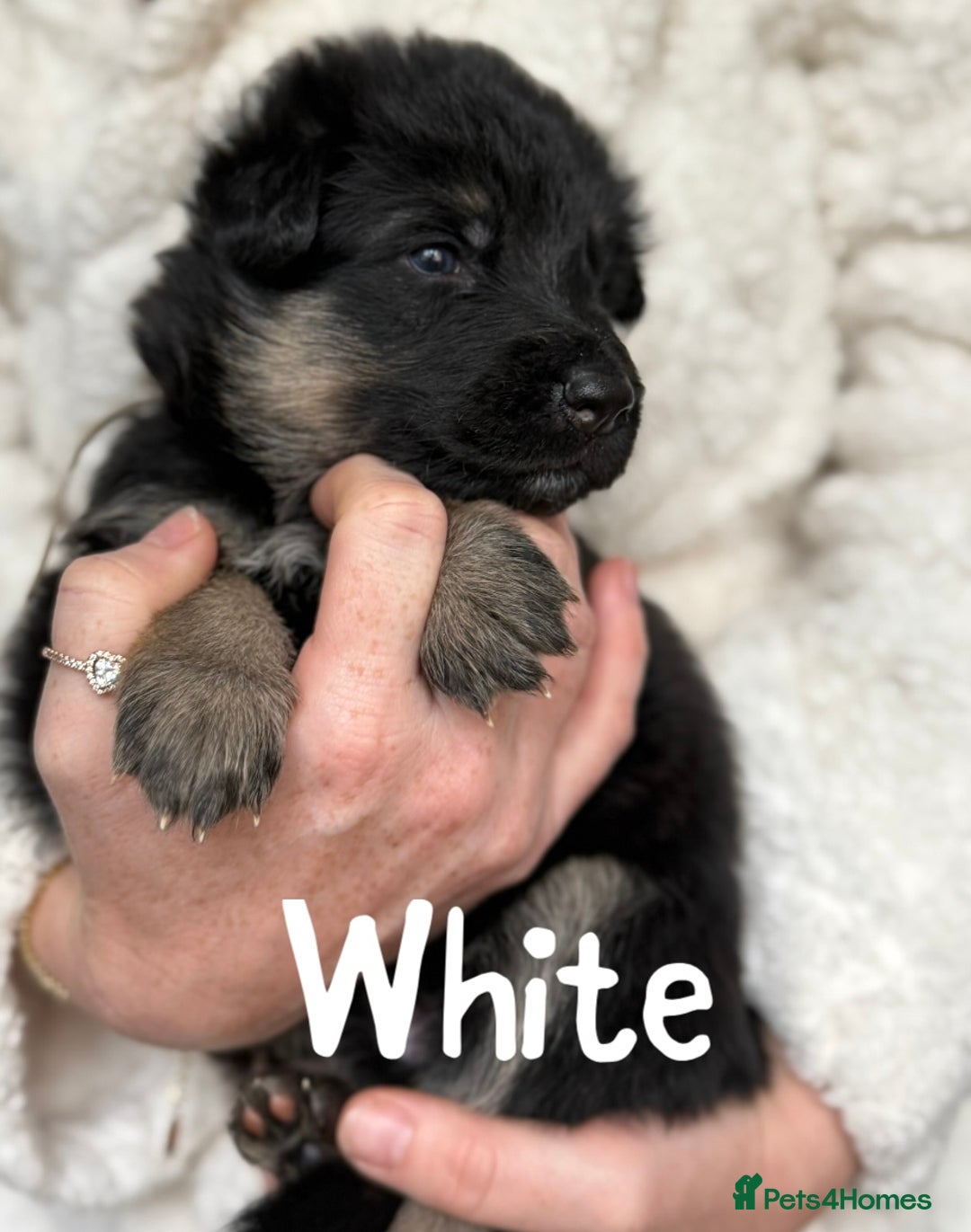German Shepherd dogs for sale: Beautiful German Shepherd puppies  - Advert 10