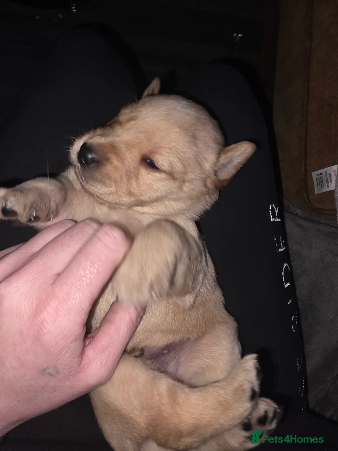 Labrador Retriever dogs for sale: 8 labrador puppies for sale  - Advert 14