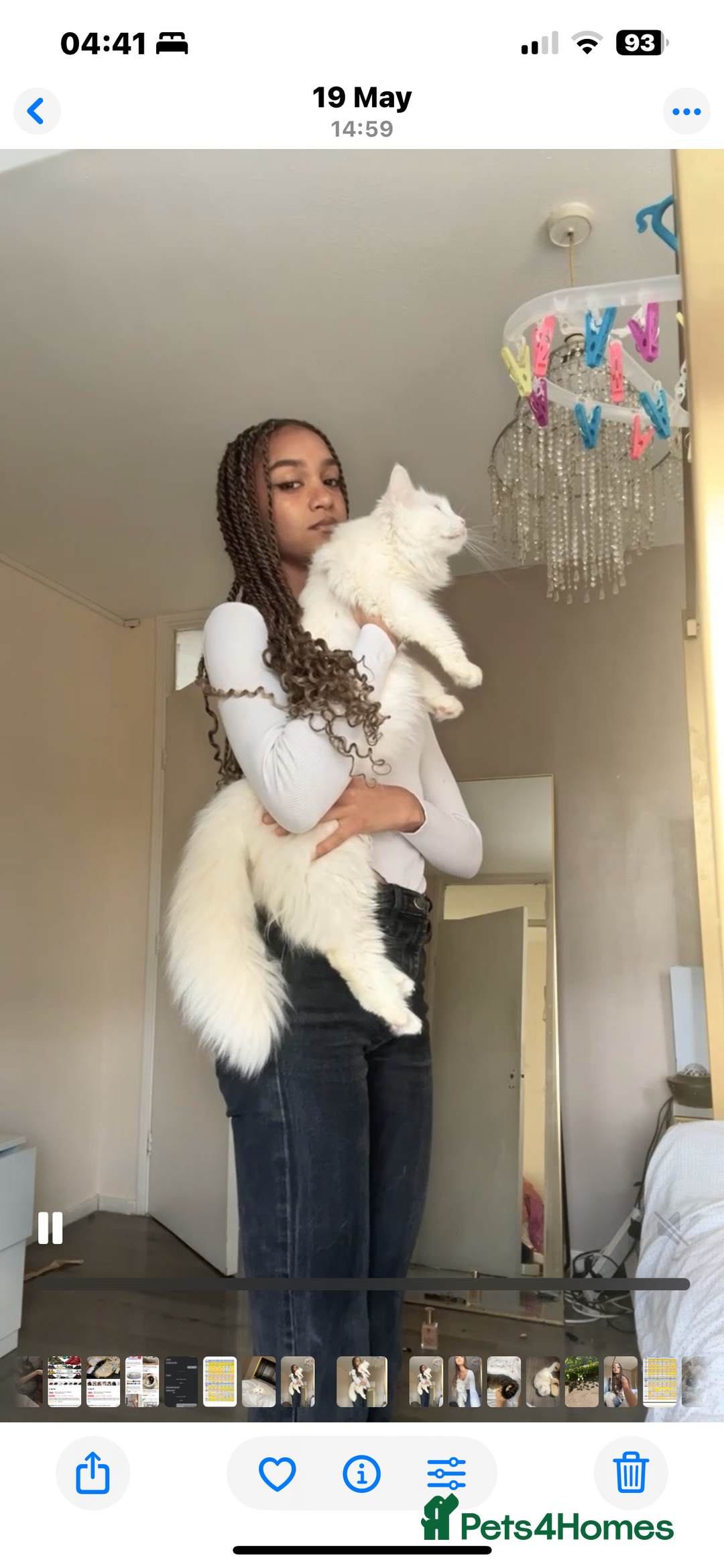 Maine Coon cats for sale: Pure bred Maine coon - Advert 1