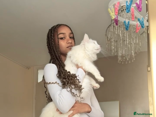 Maine Coon cats Pure bred Maine coon - Advert 3