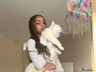 Maine Coon cats Pure bred Maine coon - Advert 8