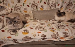 Ragdoll cats for stud: Ragdoll Stud  in Manchester - Image 27