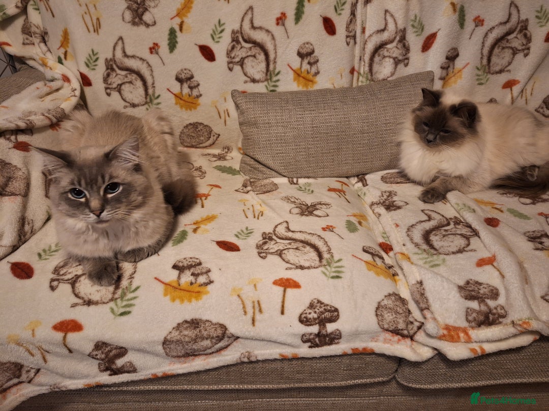 Ragdoll cats for stud: Ragdoll Stud  in Manchester - Image 27