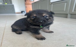 German Shepherd dogs for sale: Outstanding KC Working Line German Shepherd Pups - Image 4