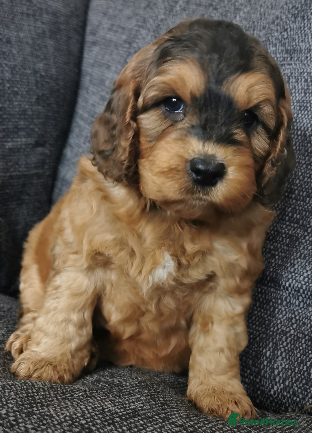 Cockapoo dogs for sale: Stunning Quality F1 Chocolate sable Cockapoo pups - Image 8