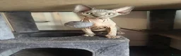 Sphynx cats for sale: Sphynx kittens in Bristol - Advert 5