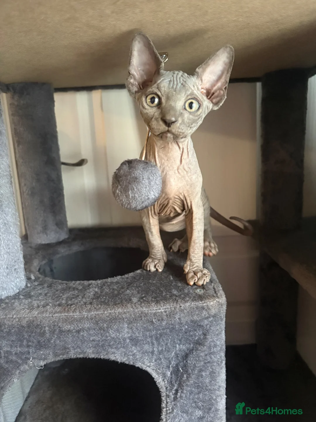 Sphynx cats for sale: Sphynx kittens in Bristol - Advert 5
