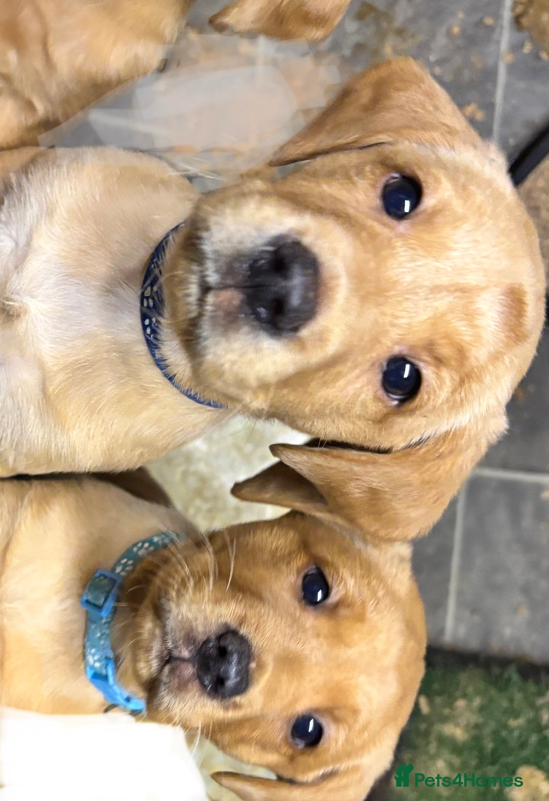 Labrador Retriever dogs for sale: Ready this weekend! Gorgeous KC reg yellow Lab F - Advert 4