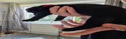 Staffordshire Bull Terrier dogs for sale: Staff puppies in Bristol - Advert 7