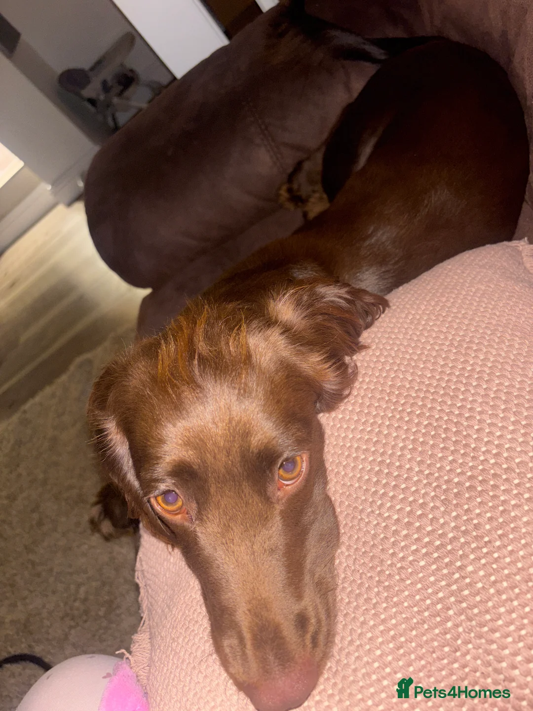 Cocker Spaniel dogs for sale: Connie - Advert 8