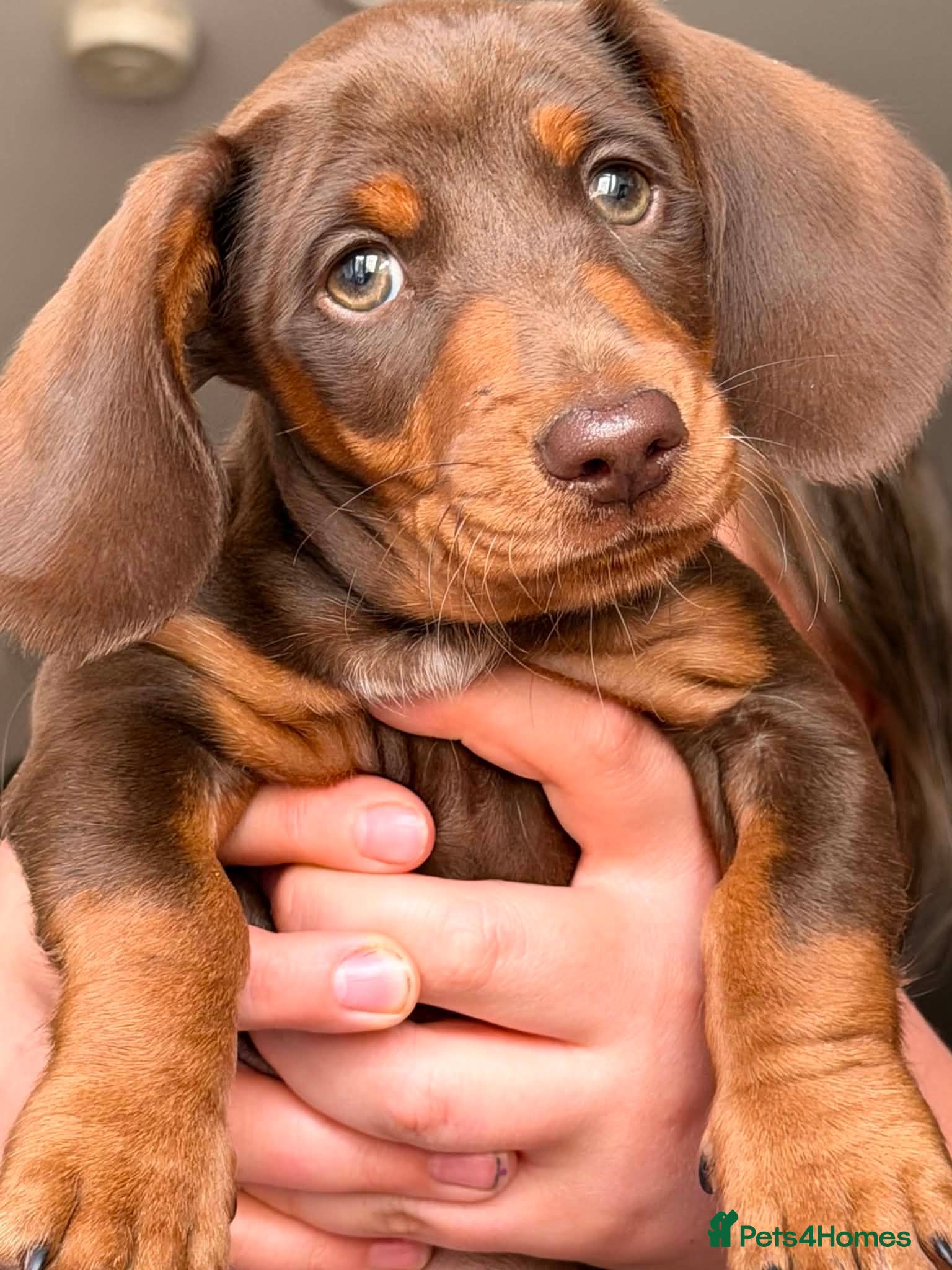 Dachshund dogs miniature dachshund boy chocolate and tan  - Advert 3