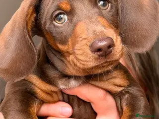 Dachshund dogs miniature dachshund boy chocolate and tan - Advert 3