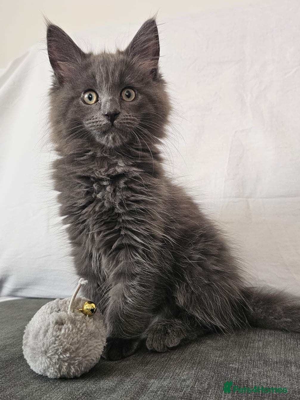 Maine Coon cats Gorgeous, sociable maine coon kittens  - Advert 1