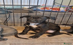 Mixed Breed dogs for sale: Cane corso cross  - Image 6