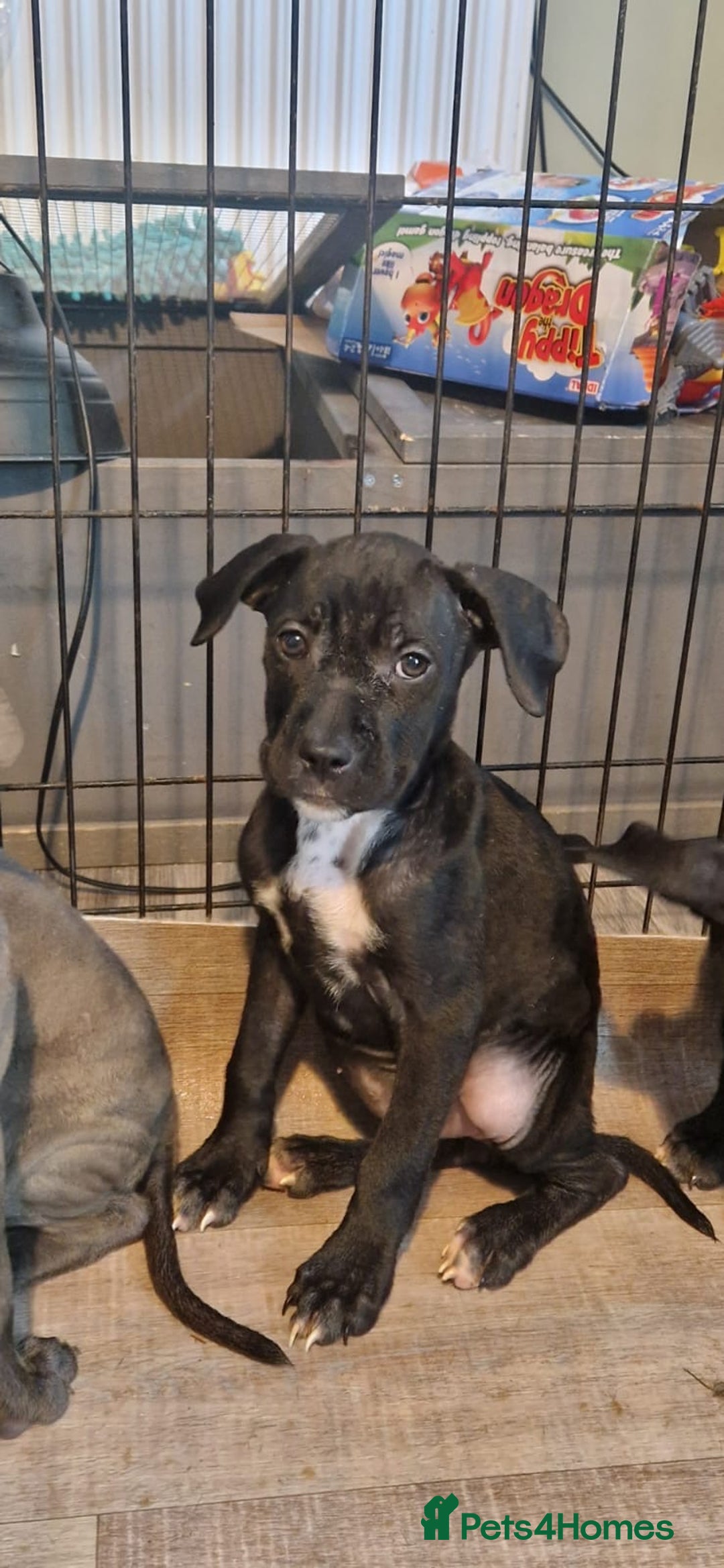 Mixed Breed dogs for sale: Cane corso cross  - Image 6