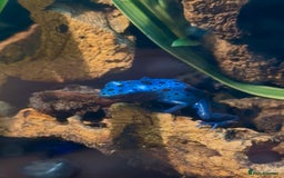 Frog reptiles for sale: 🩵🩵 BLUE FROGS FOR SALE🩵🩵 - Image 1
