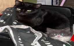 Mixed Breed cats for sale: Fluffy beautiful kitten - Advert 11