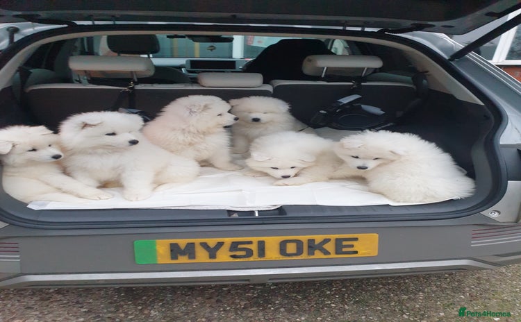 Samoyed dogs - Advert 5