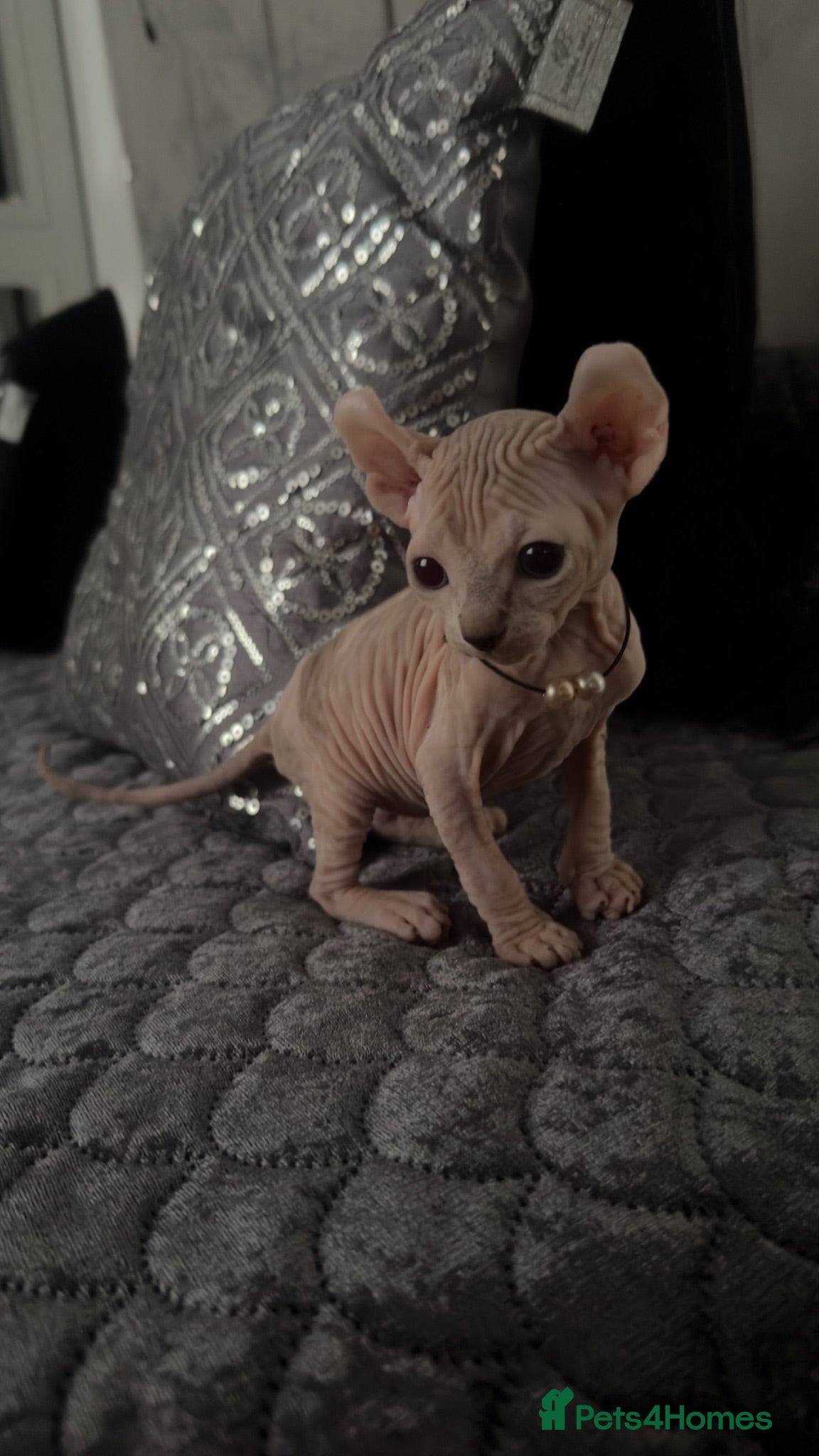 Sphynx cats Reservations Available NOW! 🦋🌺 - Advert 2