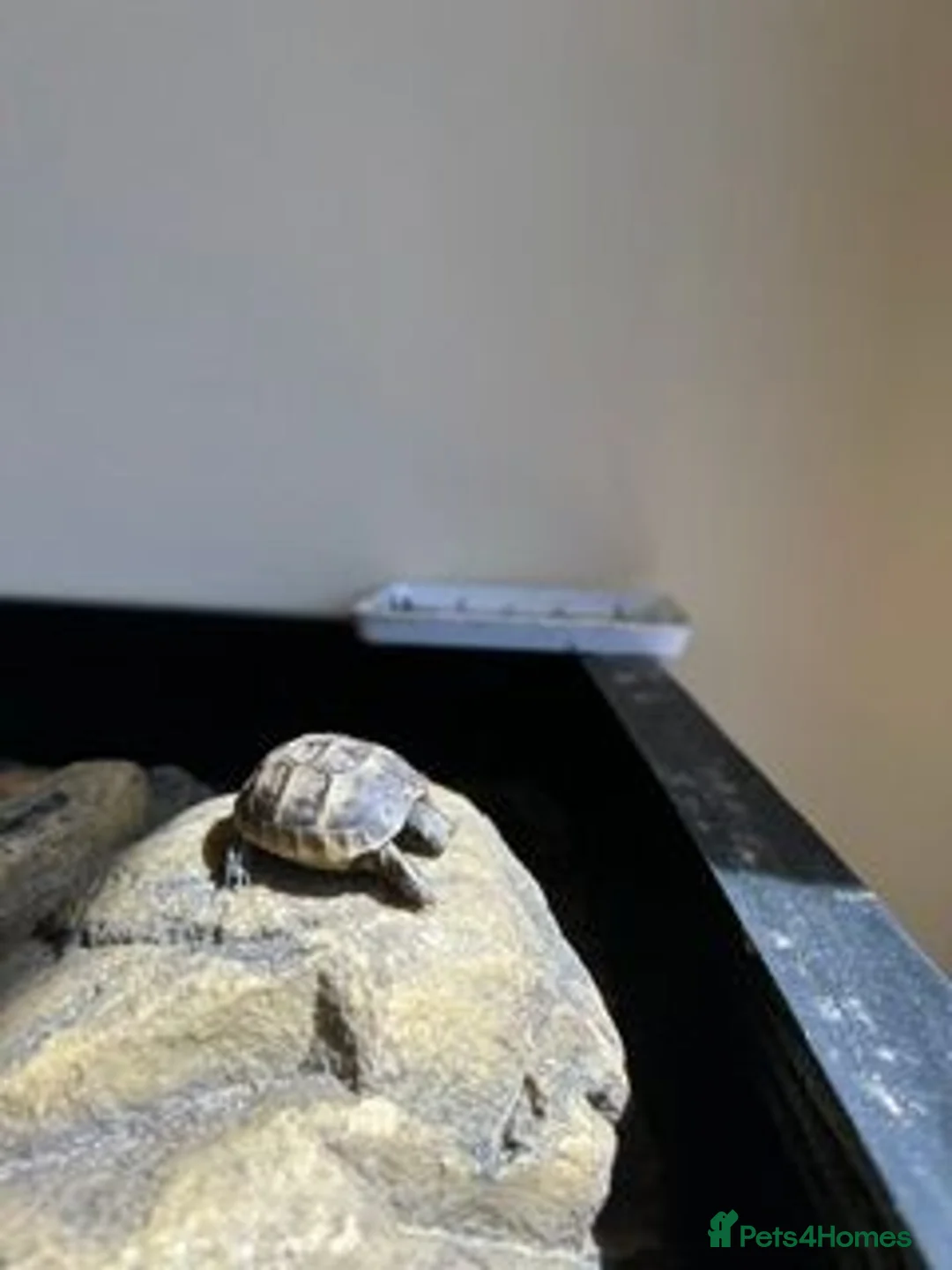 Tortoise reptiles for sale: Spur Thigh Hatchling Tortoises - Advert 2