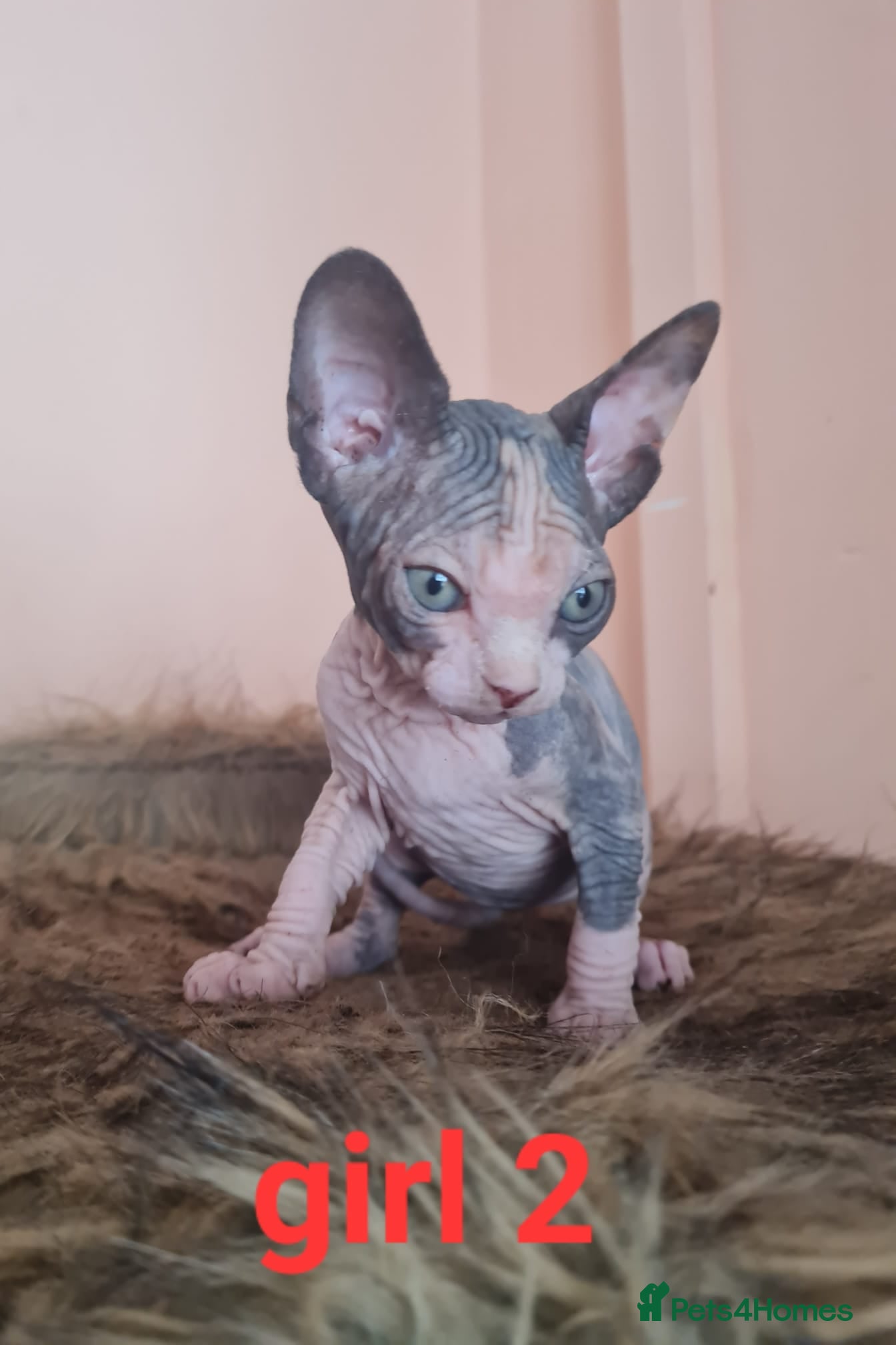 Sphynx cats Sphynx Kittens Ready Now – Raised in Family Home - Advert 2