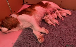 Cavalier King Charles Spaniel dogs for sale: Cavalier King Charles spaniel  - Image 3
