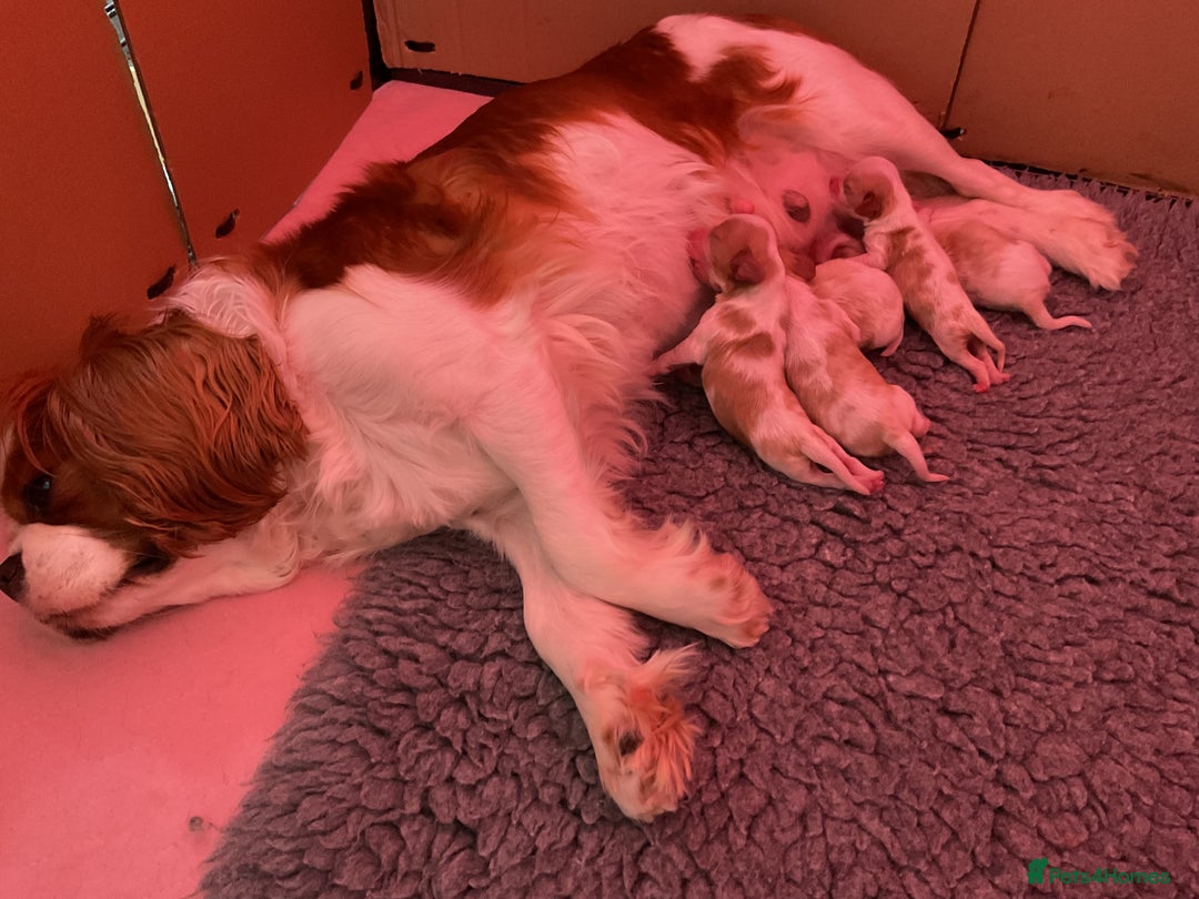 Cavalier King Charles Spaniel dogs for sale: Cavalier King Charles spaniel  - Image 3