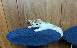 Bengal cats for sale: ​​Bengal X Ragdoll Mix Kittens - Ready to go! - Image 19
