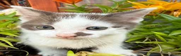 Mixed Breed cats for sale: Kittens 🐈‍⬛  - Advert 5