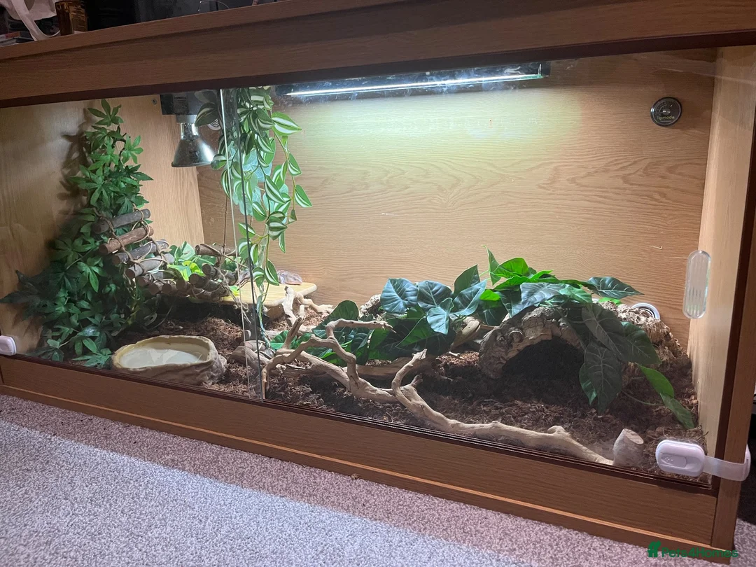 Skink reptiles for sale: Northern blue tongued skink in Sheffield - Advert 6