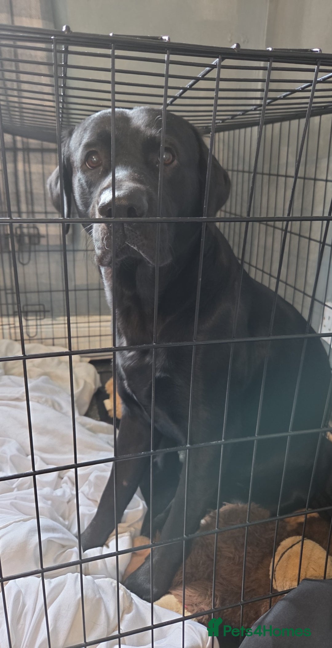 Labrador Retriever dogs for sale: Milo Boy - Advert 2
