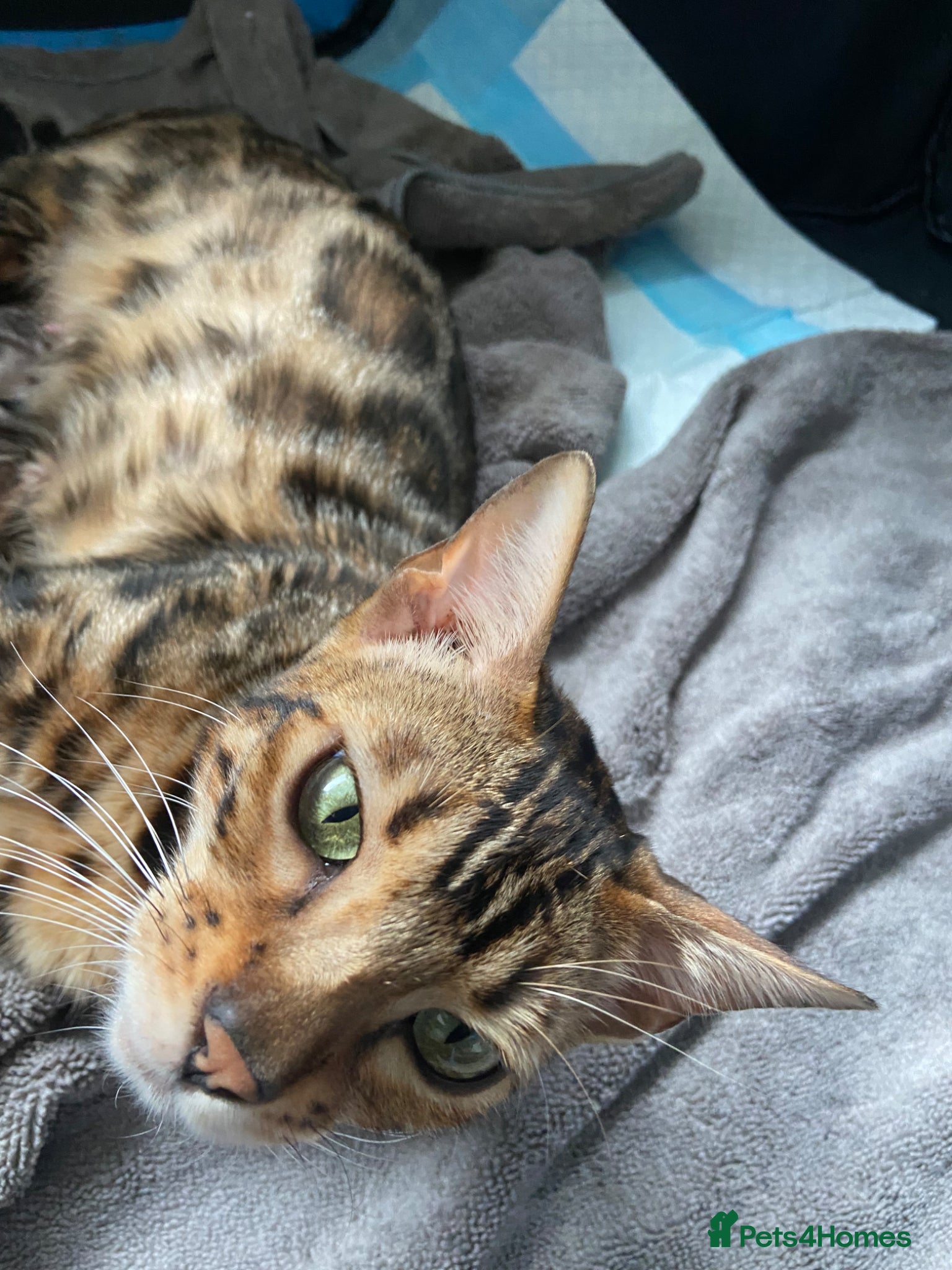 Bengal cats for sale: GCCF Registered Pedigree Kittens  - Advert 27