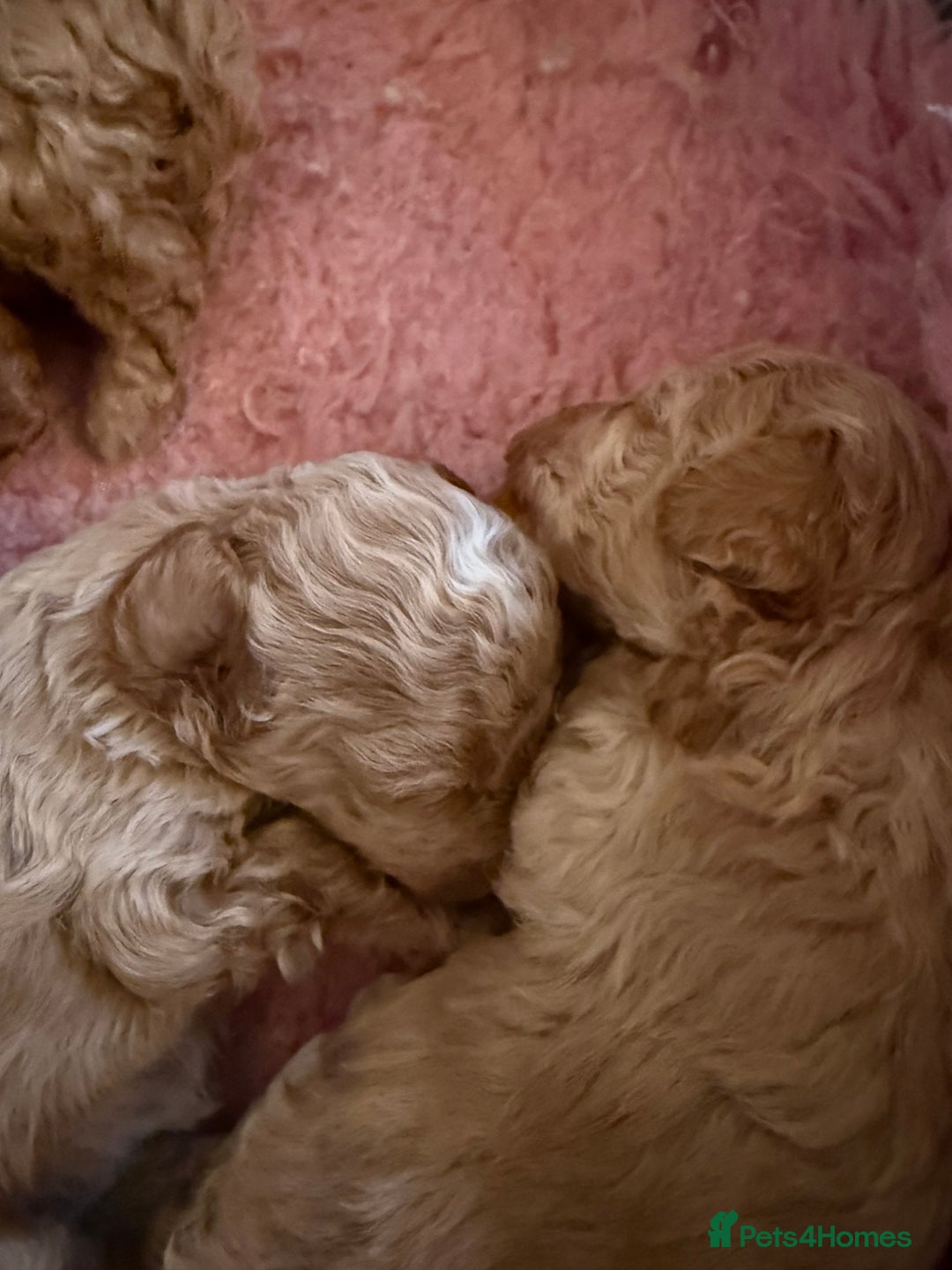 Toy Poodle dogs for sale: Toy poodle  - Advert 4
