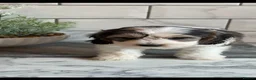 Cockapoo dogs for sale: Ready now f1 Cockerpoos  - Advert 14