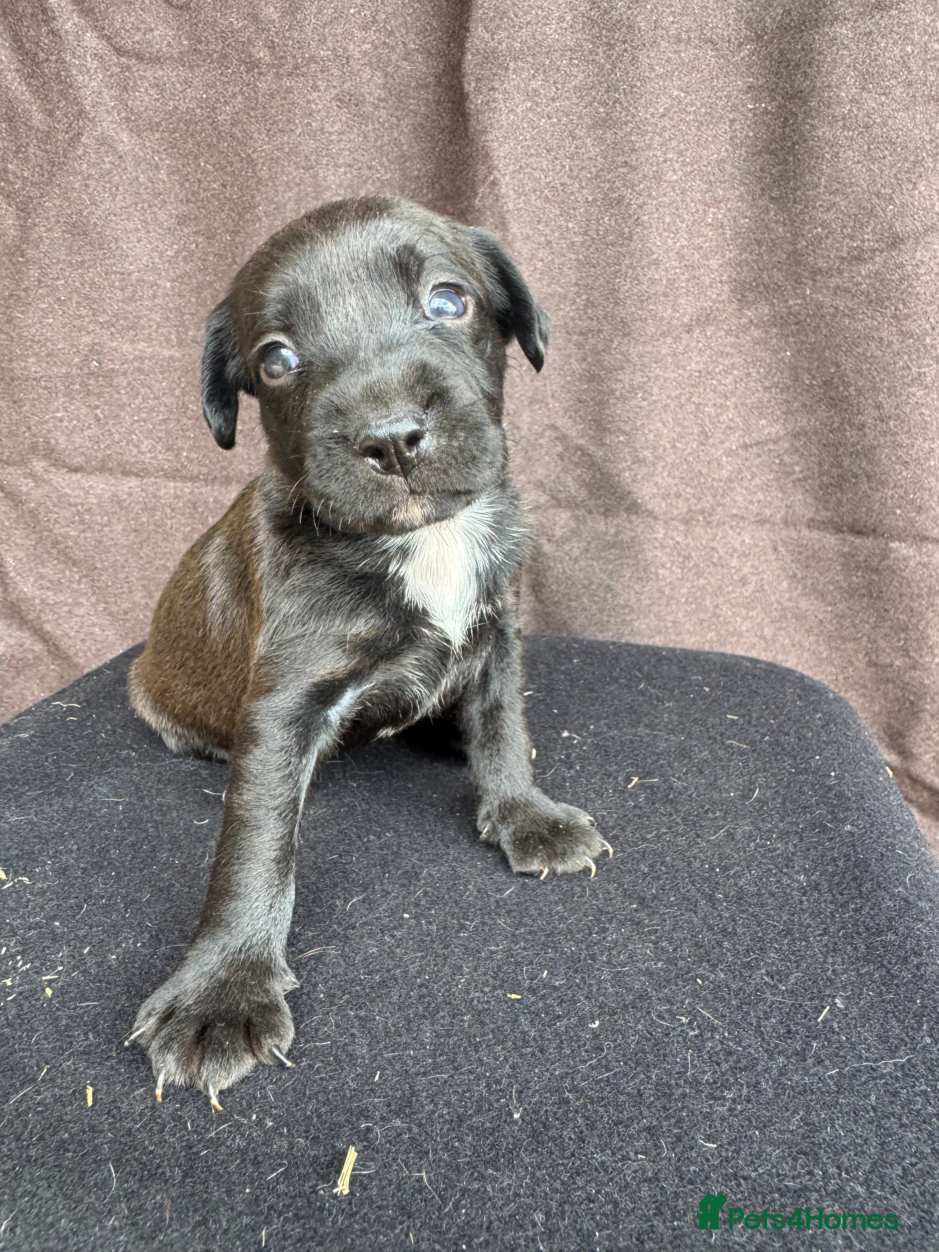 Mixed Breed dogs Patterdale cross spaniel - Advert 1