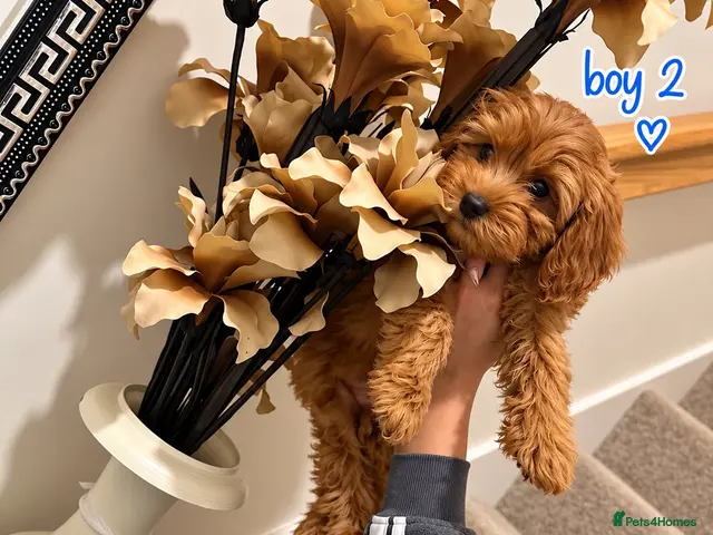 Maltipoo dogs for sale: 6 GORGEOUS ASIAN EXTRA TOY MALTIPOO PUPPIES! 👻🐾 - Advert 16